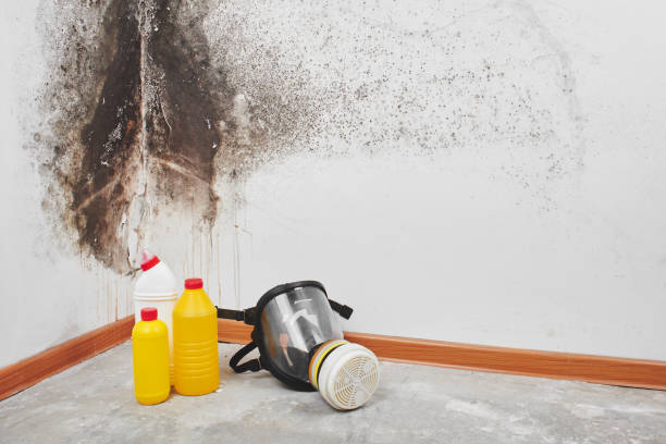 Best Commercial Mold Removal  in Lonville, GA