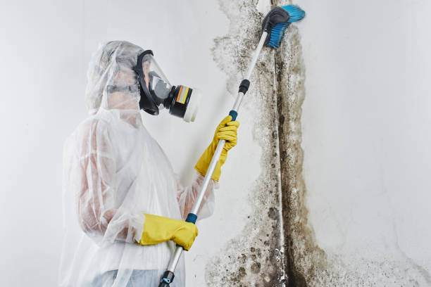 Best Residential Mold Removal  in Lonville, GA