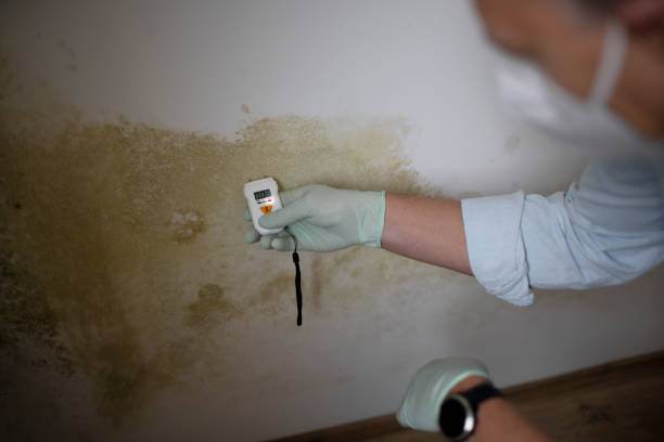 Best Mold Testing  in Lonville, GA