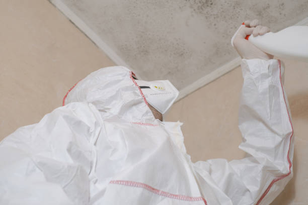Office Mold Removal Services in Loganville, GA