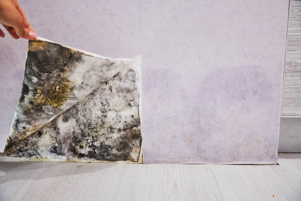 Loganville, GA Mold Removal Company
